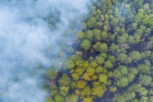 Panorama aerial wildfire is burning trees dry grass in the forest